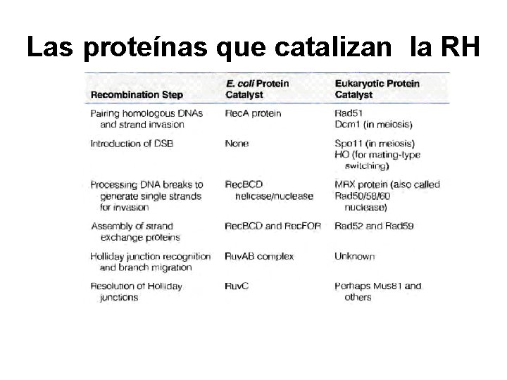 Las proteínas que catalizan la RH 