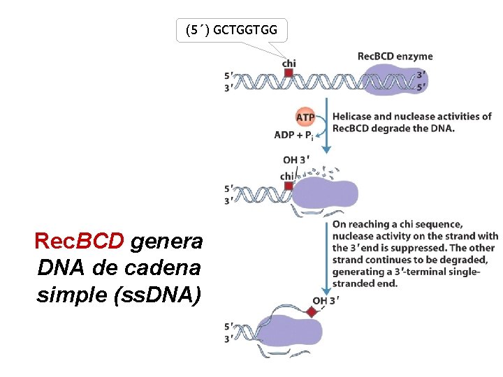 (5´) GCTGGTGG Rec. BCD genera DNA de cadena simple (ss. DNA) 
