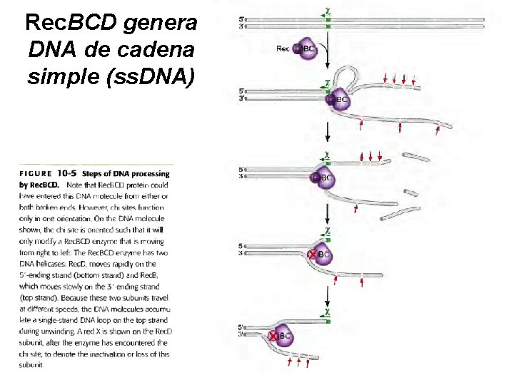 Rec. BCD genera DNA de cadena simple (ss. DNA) 