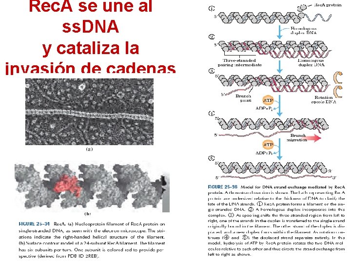 Rec. A se une al ss. DNA y cataliza la invasión de cadenas 