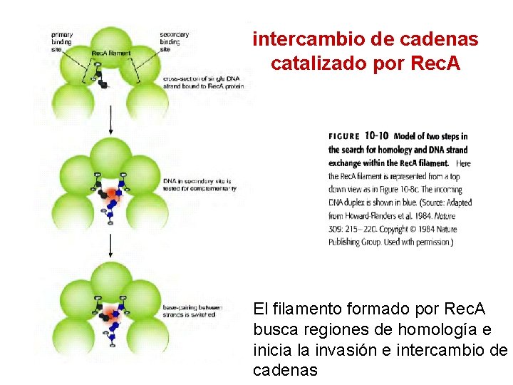intercambio de cadenas catalizado por Rec. A El filamento formado por Rec. A busca