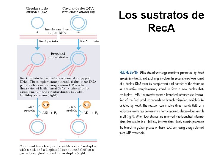 Los sustratos de Rec. A 