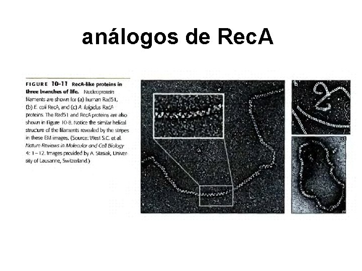 análogos de Rec. A 