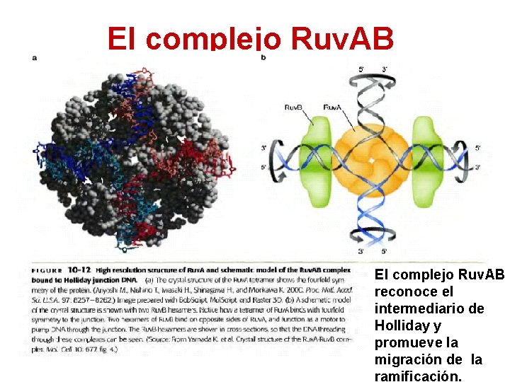 El complejo Ruv. AB reconoce el intermediario de Holliday y promueve la migración de