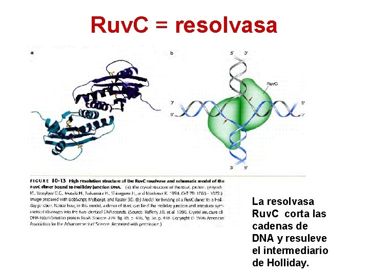 Ruv. C = resolvasa La resolvasa Ruv. C corta las cadenas de DNA y