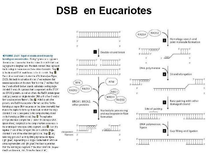 DSB en Eucariotes 