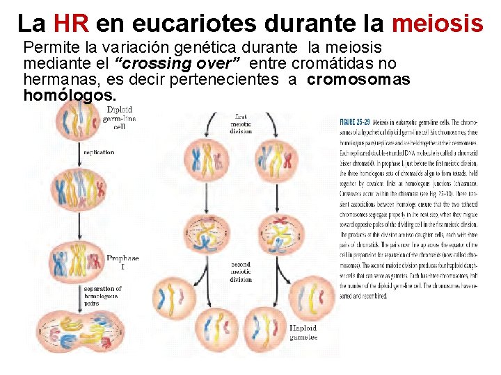 La HR en eucariotes durante la meiosis Permite la variación genética durante la meiosis