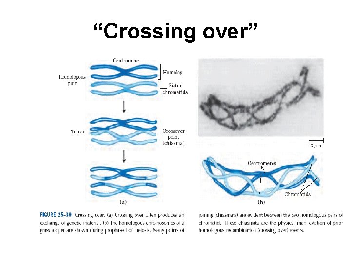“Crossing over” 