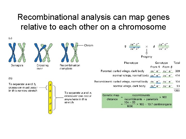 Recombinational analysis can map genes relative to each other on a chromosome 