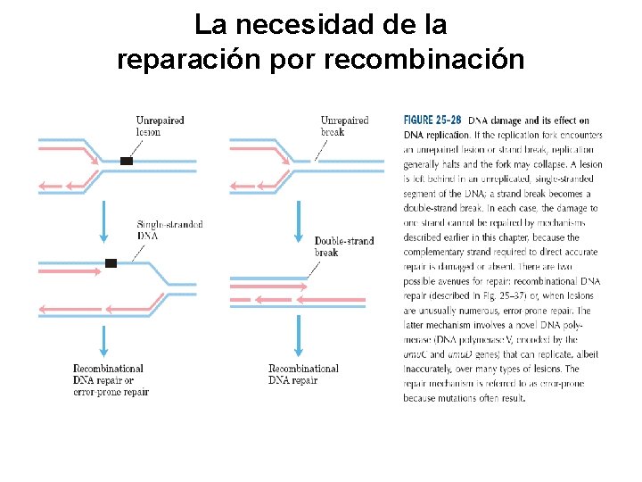 La necesidad de la reparación por recombinación 
