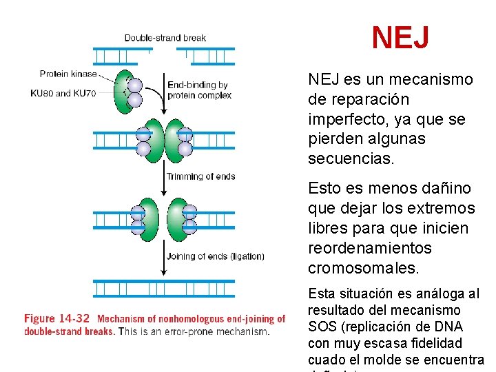 NEJ es un mecanismo de reparación imperfecto, ya que se pierden algunas secuencias. Esto