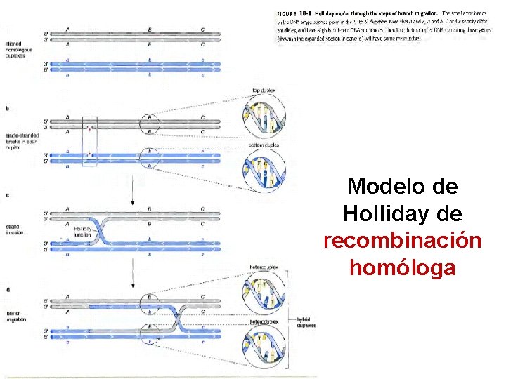 Modelo de Holliday de recombinación homóloga 