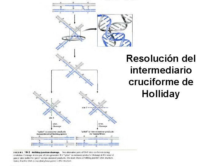 Resolución del intermediario cruciforme de Holliday 