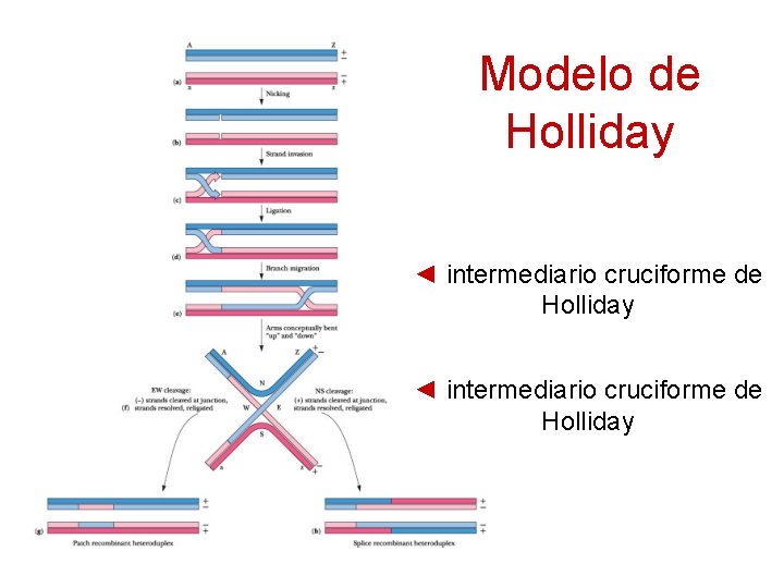 Modelo de Holliday ◄ intermediario cruciforme de Holliday 