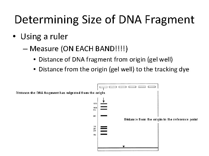 Determining Size of DNA Fragment • Using a ruler – Measure (ON EACH BAND!!!!)