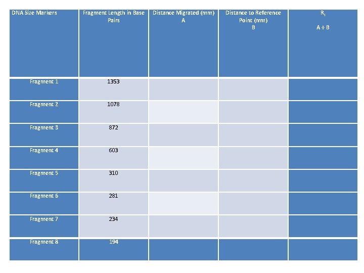 DNA Size Markers Fragment Length in Base Pairs Distance Migrated (mm) A Distance to