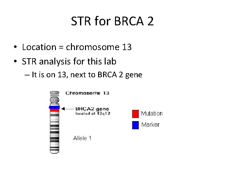 STR for BRCA 2 • Location = chromosome 13 • STR analysis for this