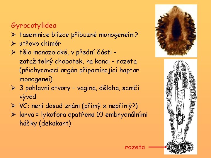 Gyrocotylidea Ø tasemnice blízce příbuzné monogeneím? Ø střevo chimér Ø tělo monozoické, v přední