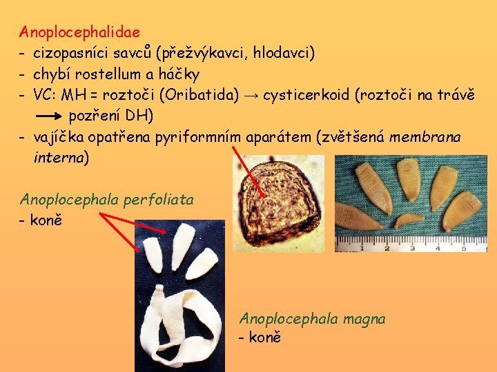 Anoplocephalidae - cizopasníci savců (přežvýkavci, hlodavci) - chybí rostellum a háčky - VC: MH