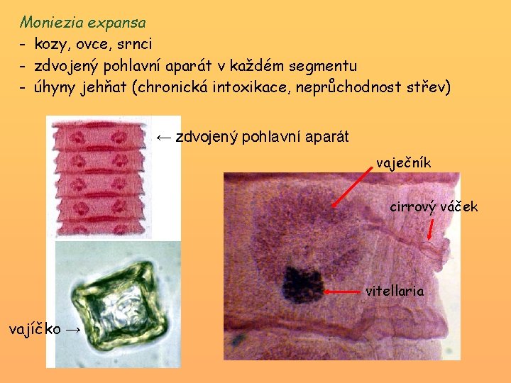 Moniezia expansa - kozy, ovce, srnci - zdvojený pohlavní aparát v každém segmentu -