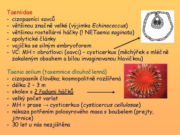 Taeniidae - cizopasníci savců - většinou značně velké (výjimka Echinococcus) - většinou rostellární háčky