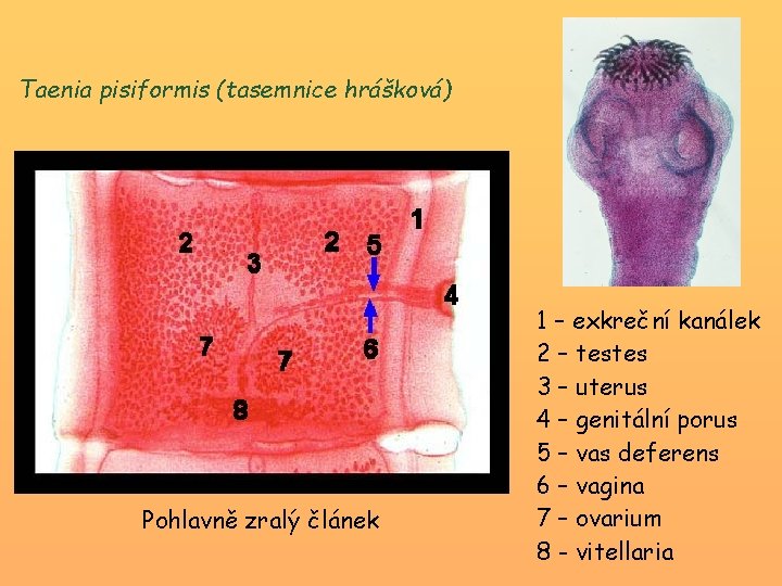 Taenia pisiformis (tasemnice hrášková) Pohlavně zralý článek 1 – exkreční kanálek 2 – testes
