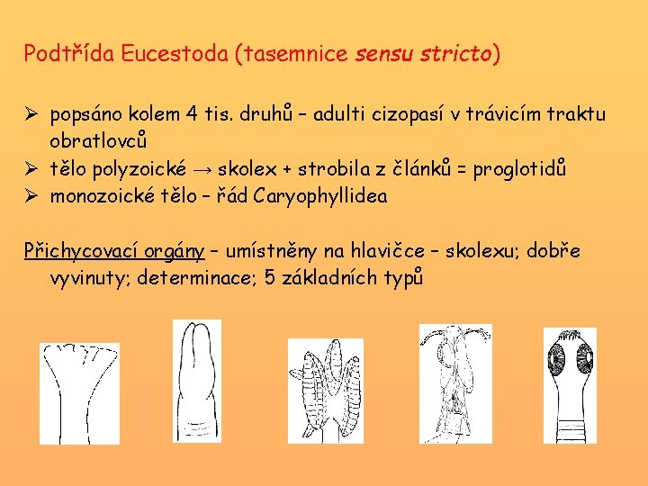 Podtřída Eucestoda (tasemnice sensu stricto) Ø popsáno kolem 4 tis. druhů – adulti cizopasí
