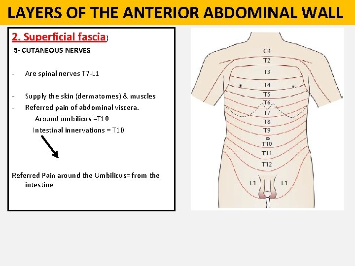  LAYERS OF THE ANTERIOR ABDOMINAL WALL 2. Superficial fascia) 5 - CUTANEOUS NERVES