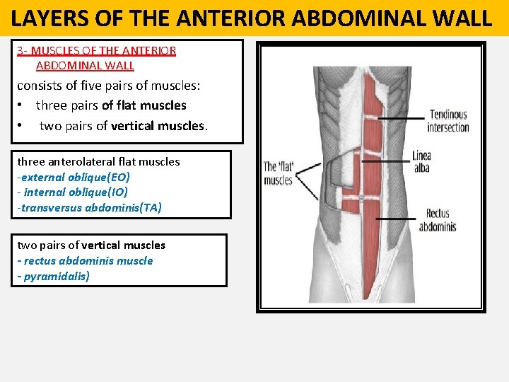  LAYERS OF THE ANTERIOR ABDOMINAL WALL 3 - MUSCLES OF THE ANTERIOR ABDOMINAL