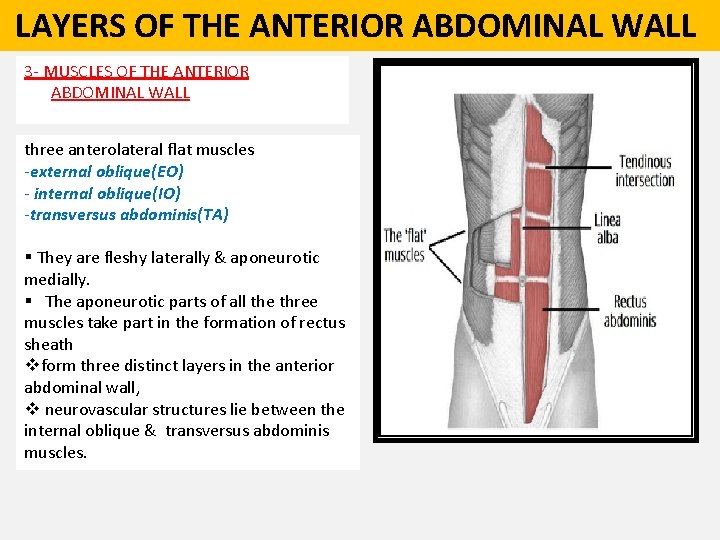  LAYERS OF THE ANTERIOR ABDOMINAL WALL 3 - MUSCLES OF THE ANTERIOR ABDOMINAL