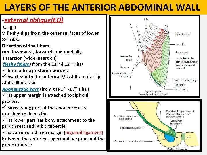  LAYERS OF THE ANTERIOR ABDOMINAL WALL -external oblique(EO) Origin 8 fleshy slips from