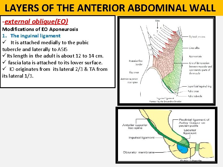  LAYERS OF THE ANTERIOR ABDOMINAL WALL -external oblique(EO) Modifications of EO Aponeurosis 1.