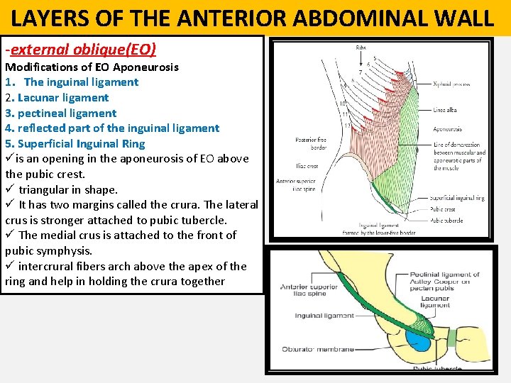  LAYERS OF THE ANTERIOR ABDOMINAL WALL -external oblique(EO) Modifications of EO Aponeurosis 1.