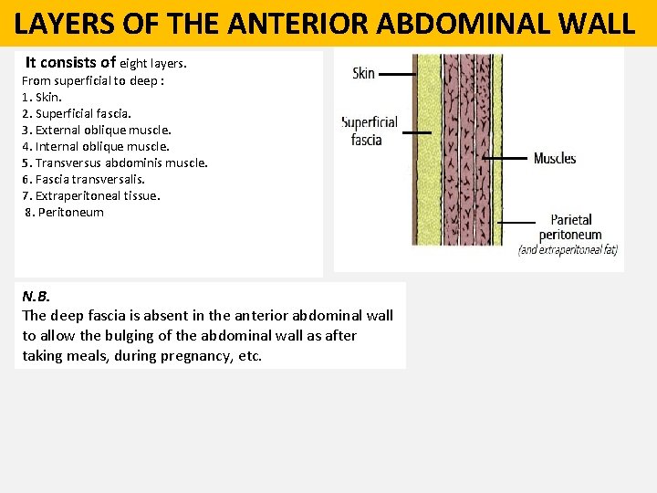  LAYERS OF THE ANTERIOR ABDOMINAL WALL It consists of eight layers. From superficial