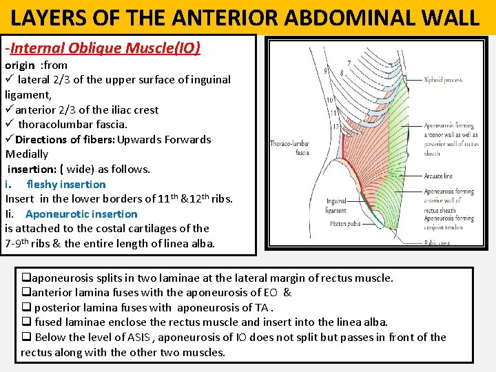  LAYERS OF THE ANTERIOR ABDOMINAL WALL -Internal Oblique Muscle(IO) origin : from ü