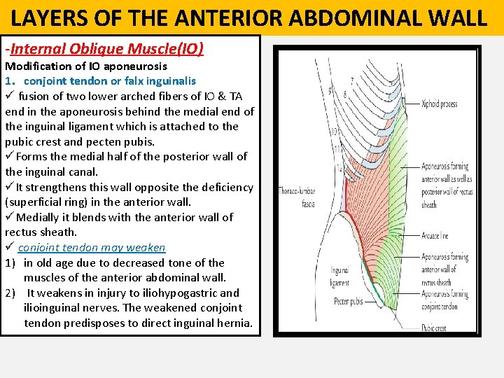  LAYERS OF THE ANTERIOR ABDOMINAL WALL -Internal Oblique Muscle(IO) Modification of IO aponeurosis