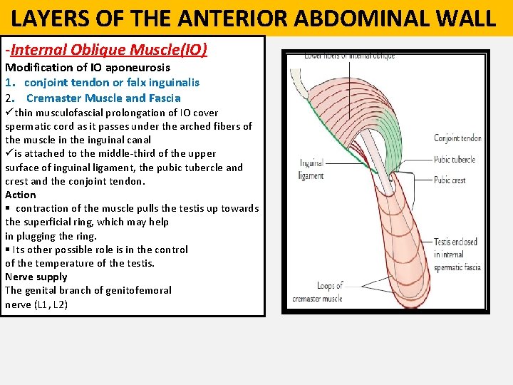  LAYERS OF THE ANTERIOR ABDOMINAL WALL -Internal Oblique Muscle(IO) Modification of IO aponeurosis