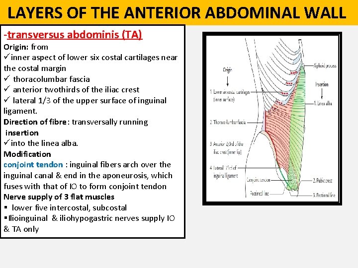  LAYERS OF THE ANTERIOR ABDOMINAL WALL -transversus abdominis (TA) Origin: from üinner aspect