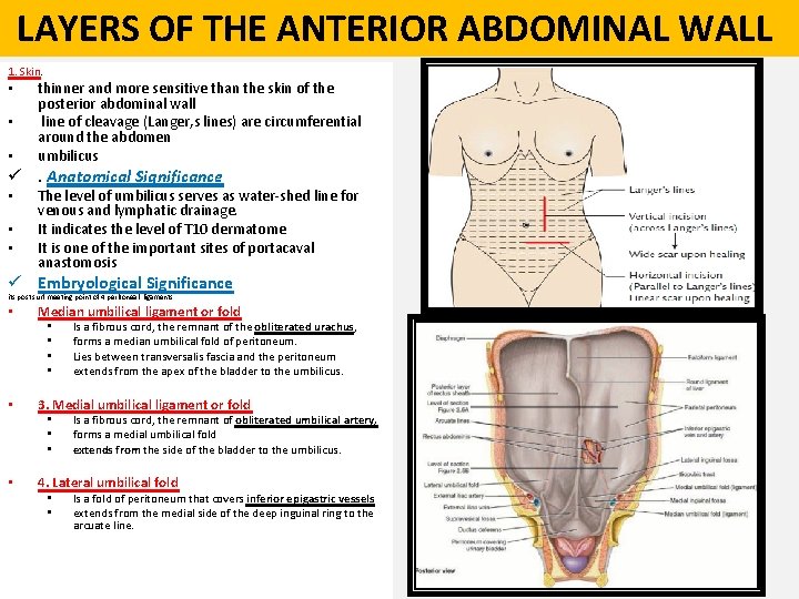  LAYERS OF THE ANTERIOR ABDOMINAL WALL 1. Skin. • • • thinner and