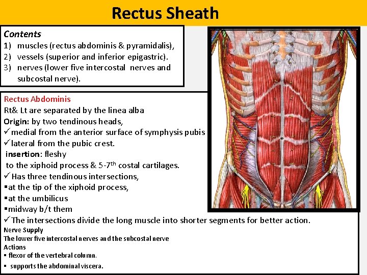  Rectus Sheath Contents 1) muscles (rectus abdominis & pyramidalis), 2) vessels (superior and