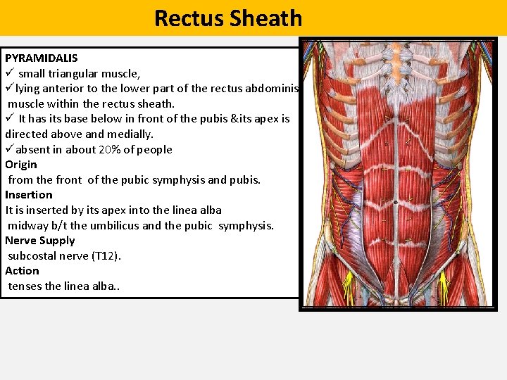  Rectus Sheath PYRAMIDALIS ü small triangular muscle, ülying anterior to the lower part