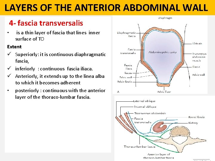  LAYERS OF THE ANTERIOR ABDOMINAL WALL 4 - fascia transversalis is a thin