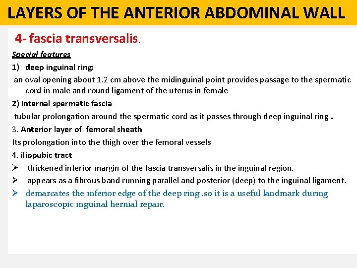  LAYERS OF THE ANTERIOR ABDOMINAL WALL 4 - fascia transversalis. Special features 1)