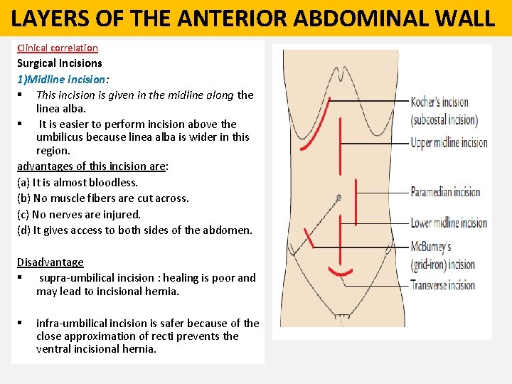  LAYERS OF THE ANTERIOR ABDOMINAL WALL Clinical correlation Surgical Incisions 1)Midline incision: §