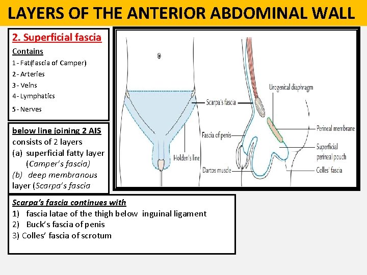  LAYERS OF THE ANTERIOR ABDOMINAL WALL 2. Superficial fascia Contains 1 - Fat(fascia