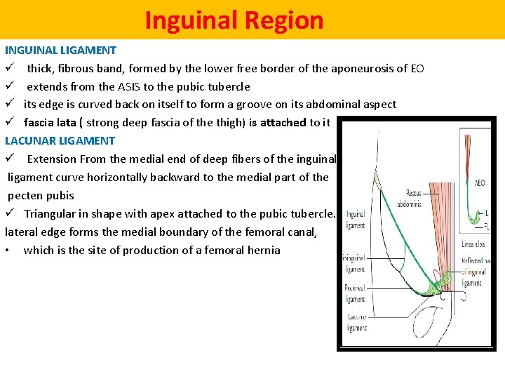  Inguinal Region INGUINAL LIGAMENT ü thick, fibrous band, formed by the lower free