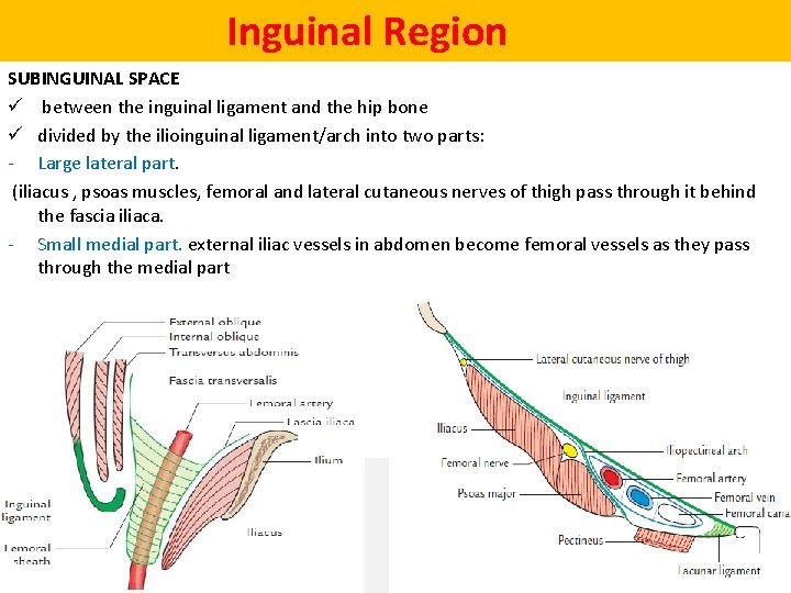  Inguinal Region SUBINGUINAL SPACE ü between the inguinal ligament and the hip bone