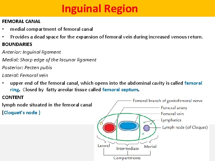  Inguinal Region FEMORAL CANAL • medial compartment of femoral canal • Provides a