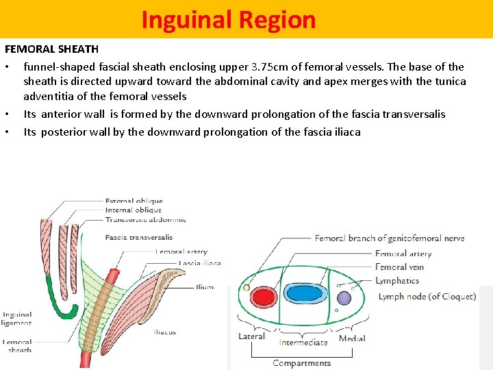  Inguinal Region FEMORAL SHEATH • funnel-shaped fascial sheath enclosing upper 3. 75 cm