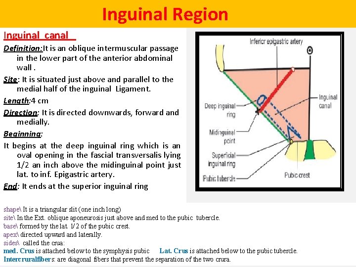  Inguinal Region Inguinal canal Definition: It is an oblique intermuscular passage in the